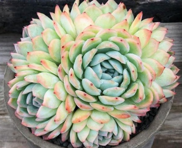 多肉长势差给它喂上“大补肥”，叶片肥又嫩，爆盆不难