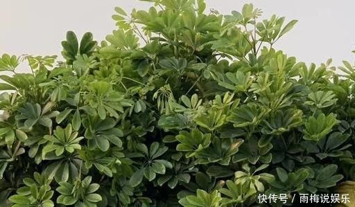 绿植|买来的盆栽掉叶子,抓紧剪一刀,新芽冒不停,叶子能多出5倍