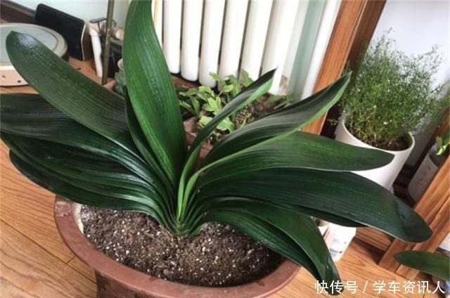 君子兰|君子兰不开花，原来是“这”惹的祸！赶紧纠正，很快就有花可赏！