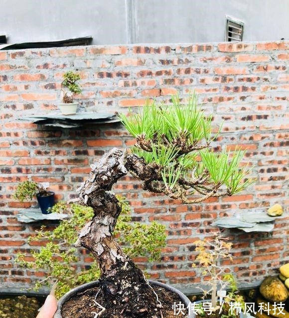 一棵爆皮非常到位的山松盆景,各位大神进来看看,这算不算精品?