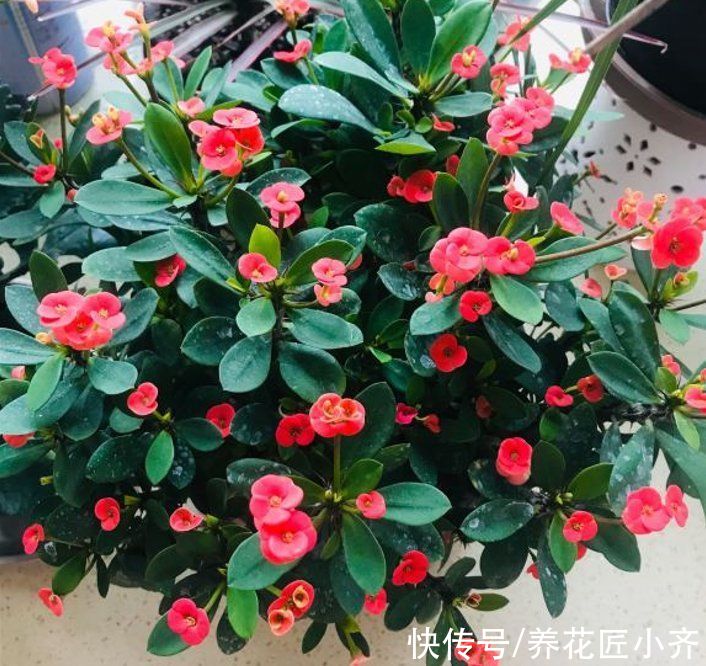 新根|家庭无论养哪种花，都分为4个“时期”，不同时期浇水施肥不相同