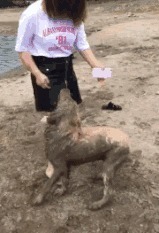 |搞笑GIF趣图:我想问还招收人吗,工资不重要,主要想学一门技术