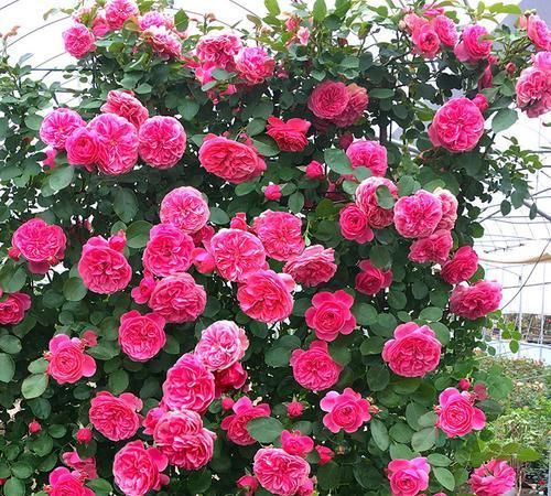 太阳花|贵州一大妈的院子可真美，几十种花开出花海，犹如仙境令人羡慕