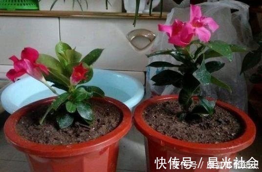 盆栽|一种小花太神奇，一对叶子6朵花，养一棵开一片，室内室外都能养！