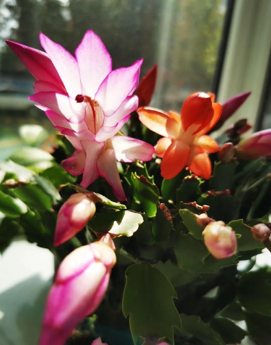 现在养蟹爪兰，1片叶子冒8朵花，下个月全开了