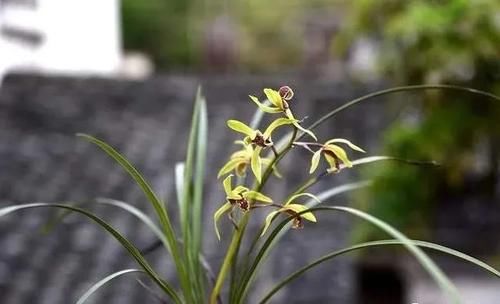 兰花只发芽不长根，究竟是什么原因？原因很简单，治理也不难