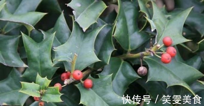 风湿|这树叶,也是一味中药,泡茶代饮,抗菌消炎、祛风湿