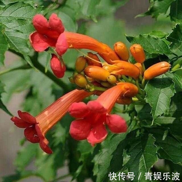 1种进口花，人称“五龙爪”，放冰箱里都冻不死，好养好活开花多