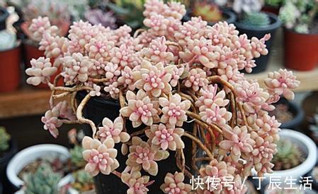 观音莲|公认好养的4种多肉植物,养一年就能长满盆,像是从花盆里流出来