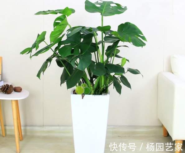 金钱树|5种“旺财花”，建议客厅养一盆，净化空气，格调高雅上档次