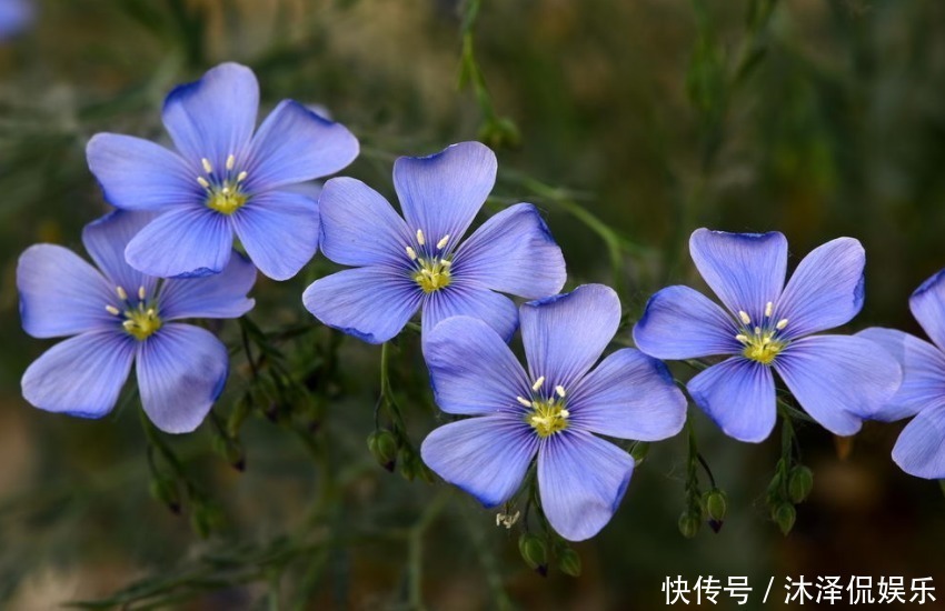 兔生肖|越懒越有福气的三个生肖女，让别人羡慕嫉妒，晚年大都很幸福