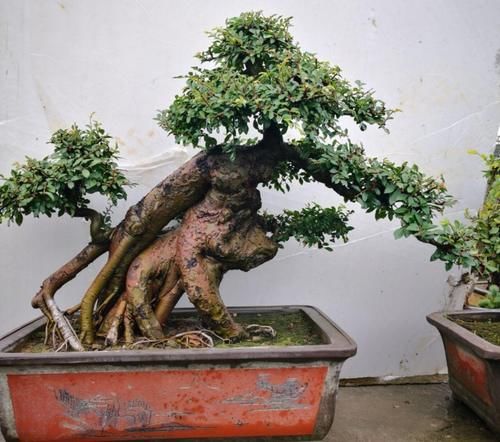 农村常见的榆树疙瘩，做成盆景，古朴苍劲，树姿潇洒