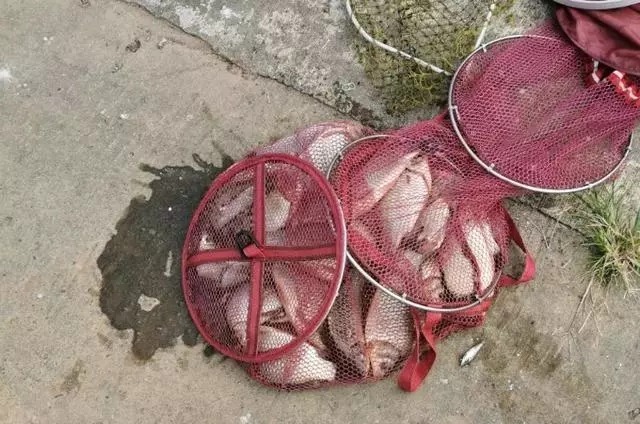 有种“对比”叫蚯蚓和红虫,钓友:天冷后,好过用小药