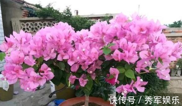 排水性|养花旧土该如何重复利用掌握这些,不用多费劲就能变成新土