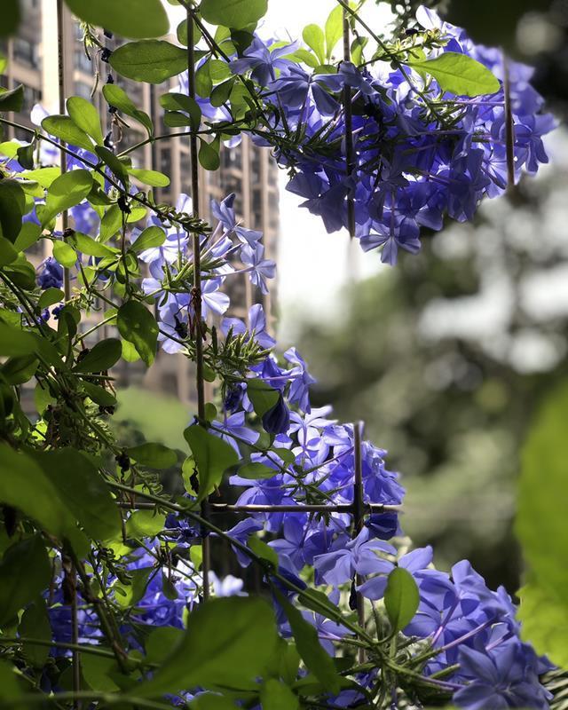 养花在“精”不在多，试试这“三种花”，入春开出一片花海