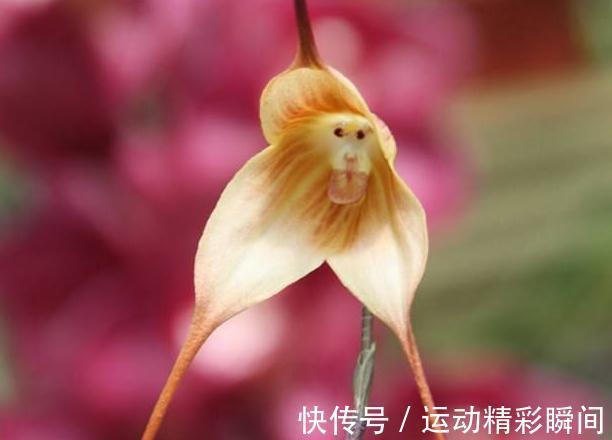 越漂亮的花越神秘，这10种花，都有一个美丽的传说