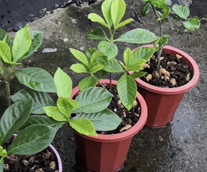 植物|居家养花种草,平时用它浇浇,植物就像打了鸡血一样蹭蹭疯长