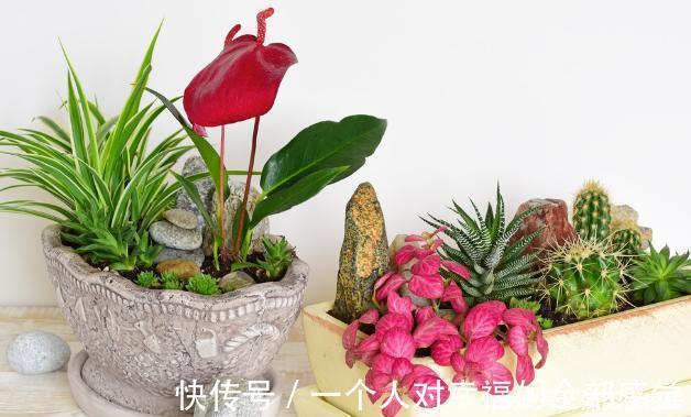 浇花|这5样“小药丸”不值钱,过期了却仍能磨粉养花,好处多多