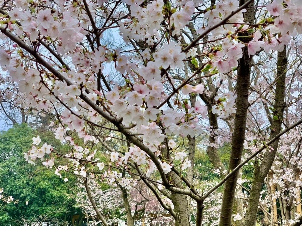 玄武湖|打卡：玄武湖樱花节