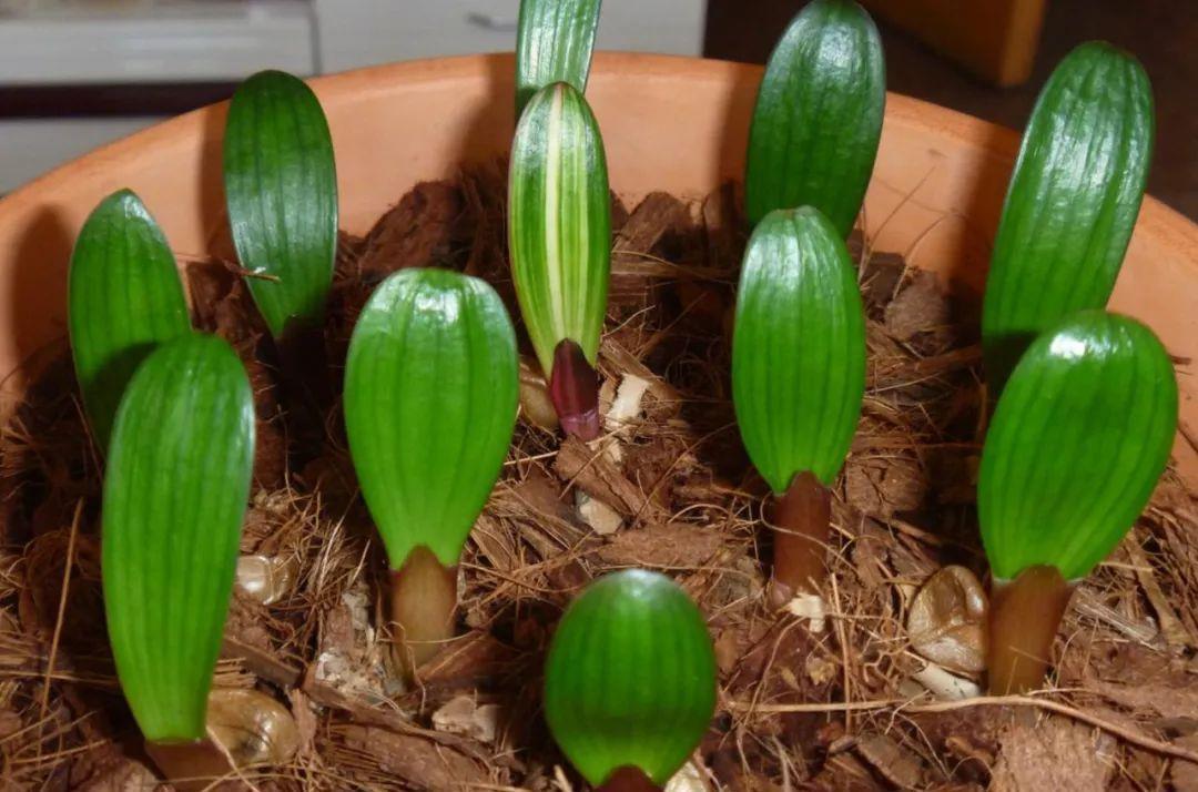 木屑|君子兰种子催芽很容易,只需简单操作几步,很快收获一盆苗儿