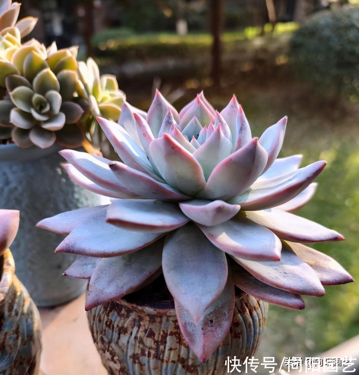 养多肉不会配土,就用8成麦饭石,加上2成泥炭土,实用不烂根