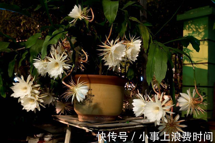 此花被称为“月下美人”,夜间开花,美成奇观,有机会要养一株