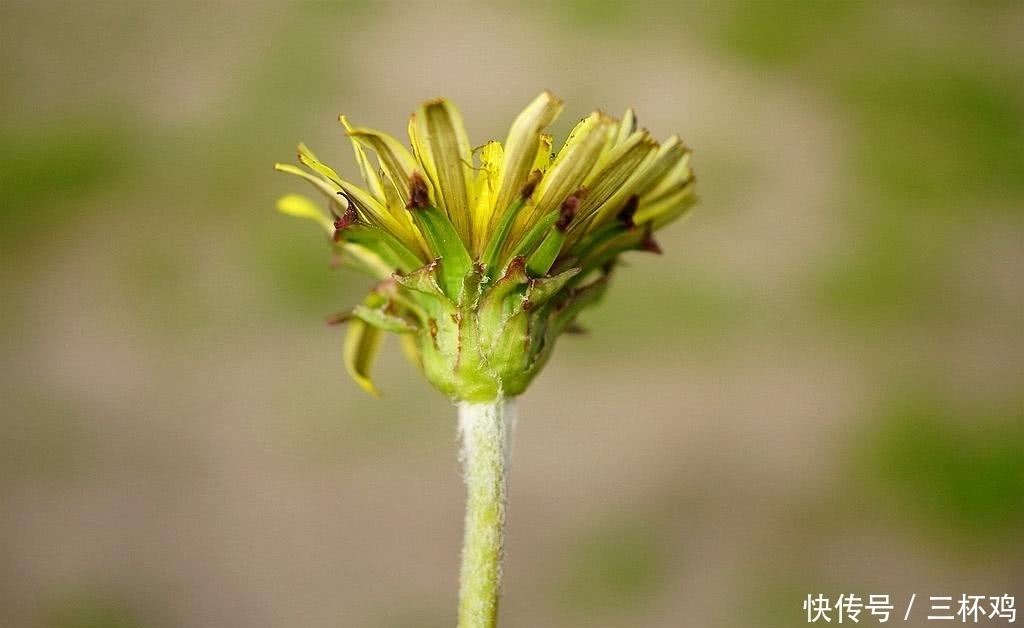 金刚|墙缝里的这种野草,不要小瞧它,价值相当高,人称“八大金刚”