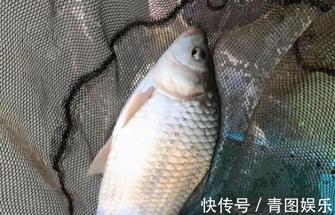 牛b鲫|最靠谱的冬季打窝技巧,以及实用窝料自制方法,屡试不爽