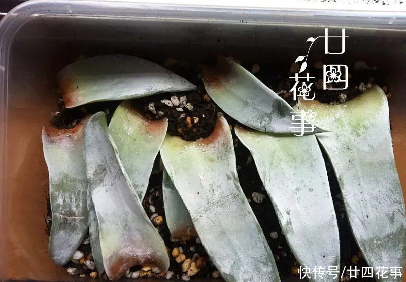 仙女杯|3类多肉不适合叶插,偶尔生根也难发芽,还是别费力气了