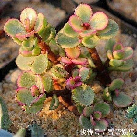 金枝玉叶长成树,喷点“染花剂”,花色艳丽,养成盆景价值高