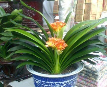 家家都有的一种“液体”，君子兰吃“1勺”，疯长如白菜，花还多