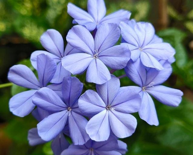 蓝雪花这样养，爆盆不断，开满整个夏天