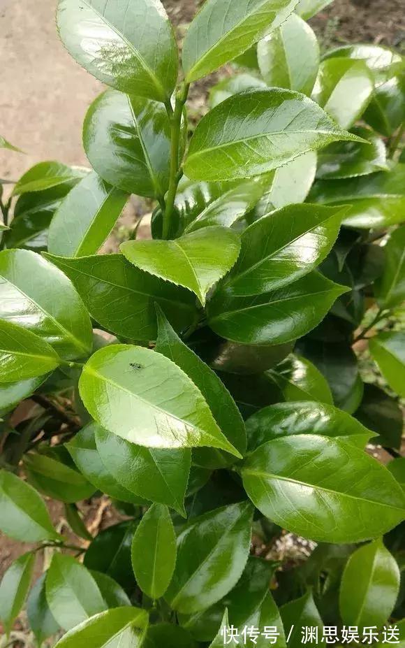 茶花蟹爪兰，喝点酒，喂点糟，晕晕乎乎就疯长，花开满枝头！