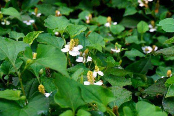 荠菜|农村被埋没的4种野菜，比蒲公英好100倍，尤其适合老年人