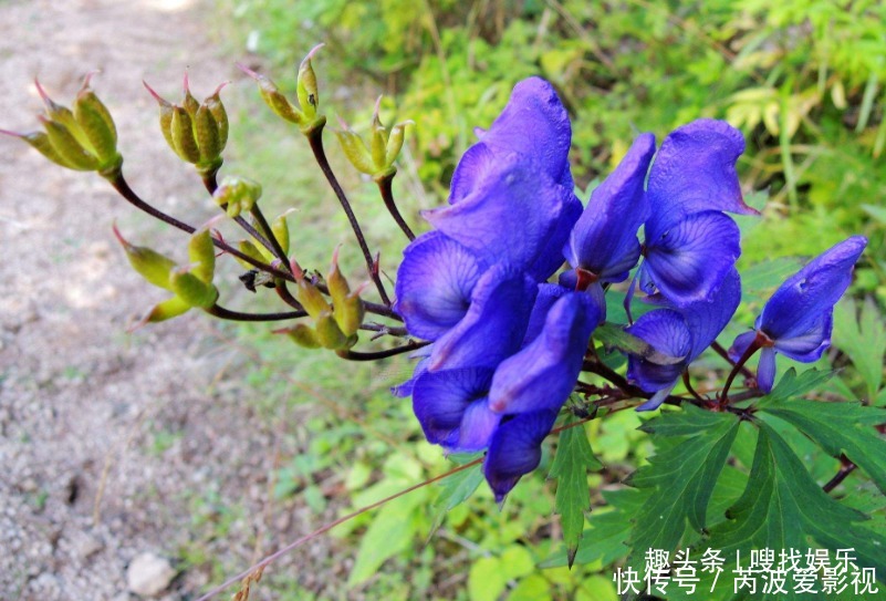 此花姿态妖娆，紫色的花朵呈现出神秘而高贵的色彩，颇为耀眼夺目