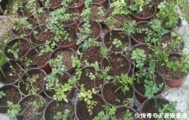 扦插|扦插月季不生根可以试试这个办法,15天长满大白根