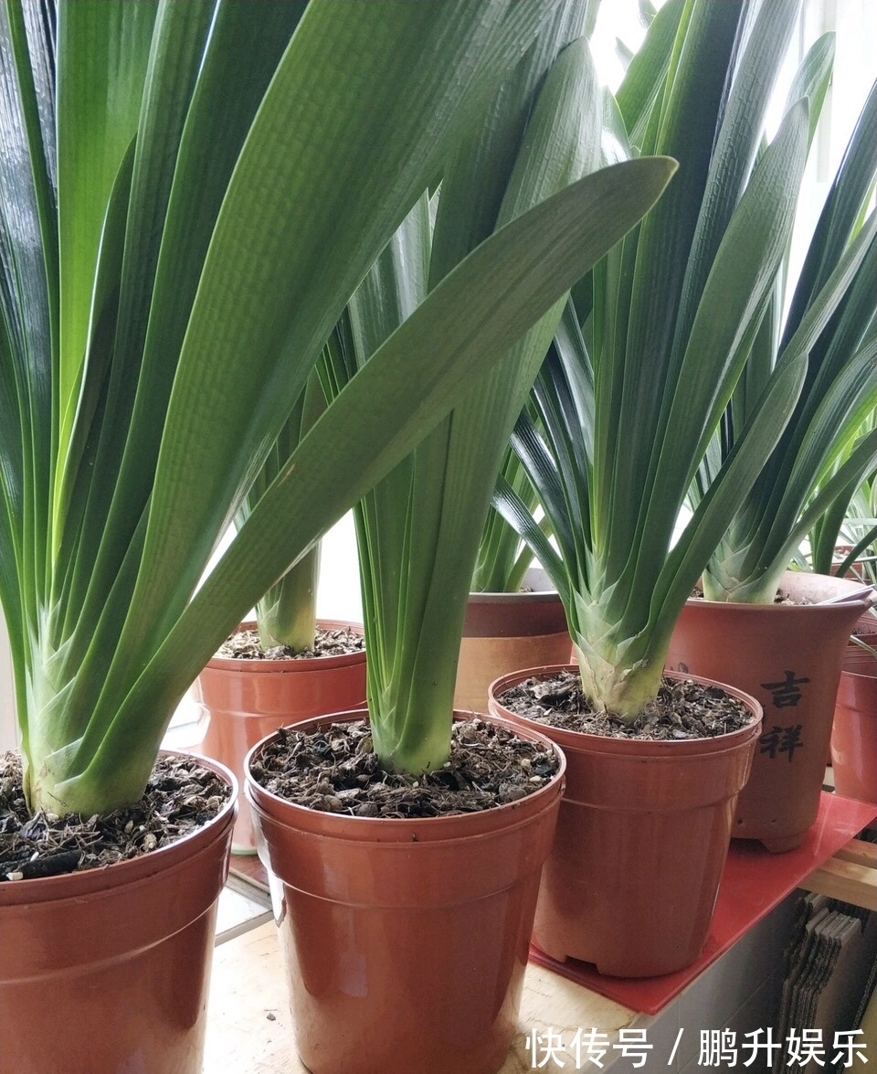 淘米水鸡蛋壳，不如“几粒它”，养花用1点，半年不施肥，长爆盆