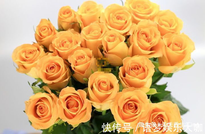 客厅养花,不如养“优良玫瑰”假日公主,花开金光四射,热情似火