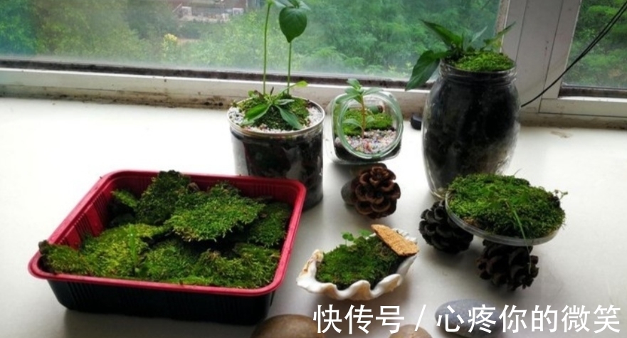 山上3种“植物”,做成小盆景,趣味盎然,观赏性强
