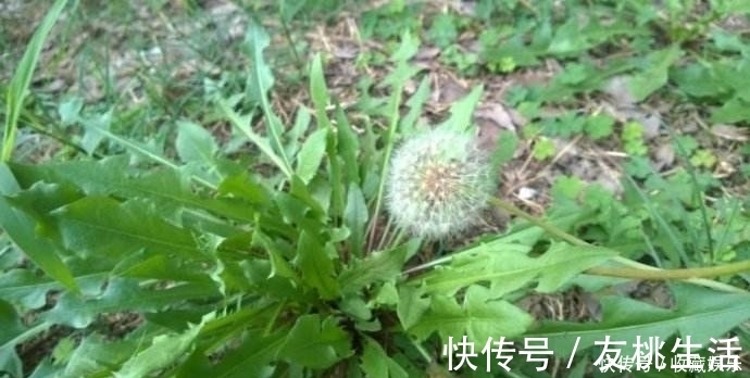 脾胃虚寒|提个醒：喝蒲公英水有1大禁忌，却有很多人不清楚，别犯错误了