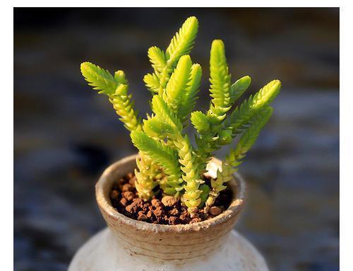 养护|4种清新喜人的多肉植物,颜值高好养护,适合女生养!