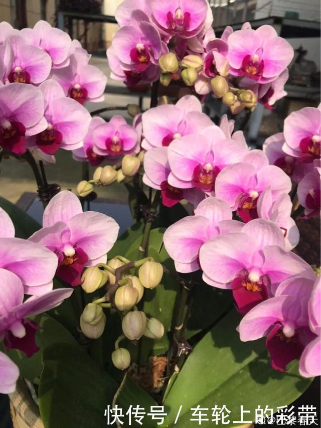 吊兰长满小金鱼，养上5年，越养越上瘾！