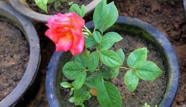 养花扦插总是失败,原因就是没做好“这五点”,不懂就快学一学