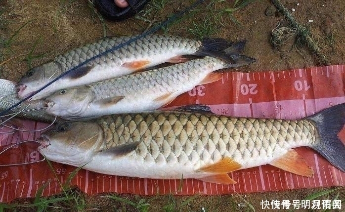 它常让人错认成草鱼,比草鱼更珍贵,在市场上1斤卖到上百元