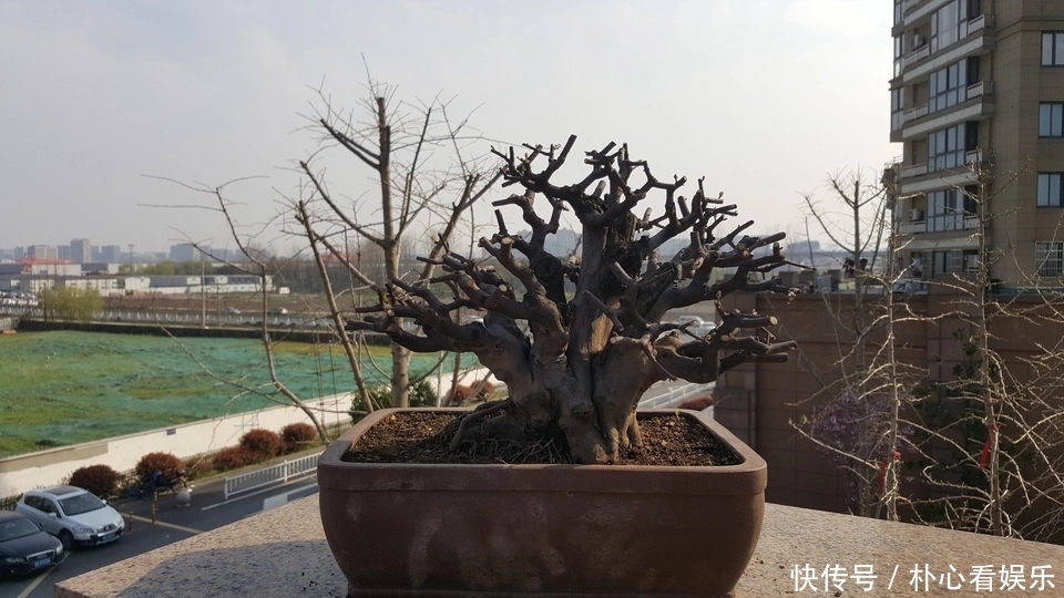 用力过猛|乱糟糟的雀梅盆景没眼看种上石头以后,颜值瞬间爆表