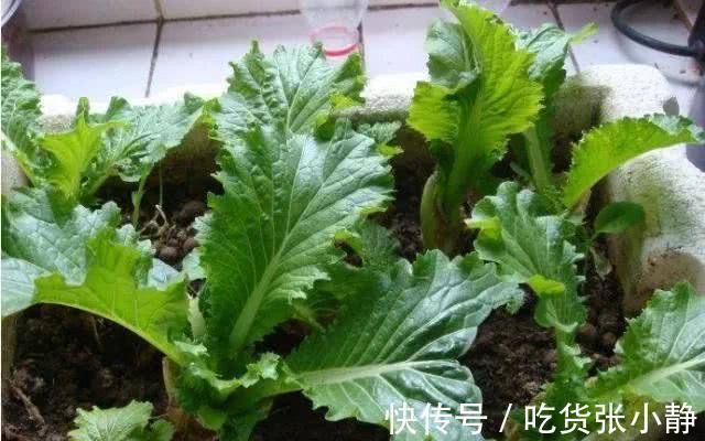 6种绿叶菜,“菜根”不要扔,种到花盆里,20天左右就能摘着吃