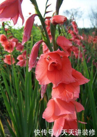 几种漂亮花,是花卉中的佼佼者,好看极了