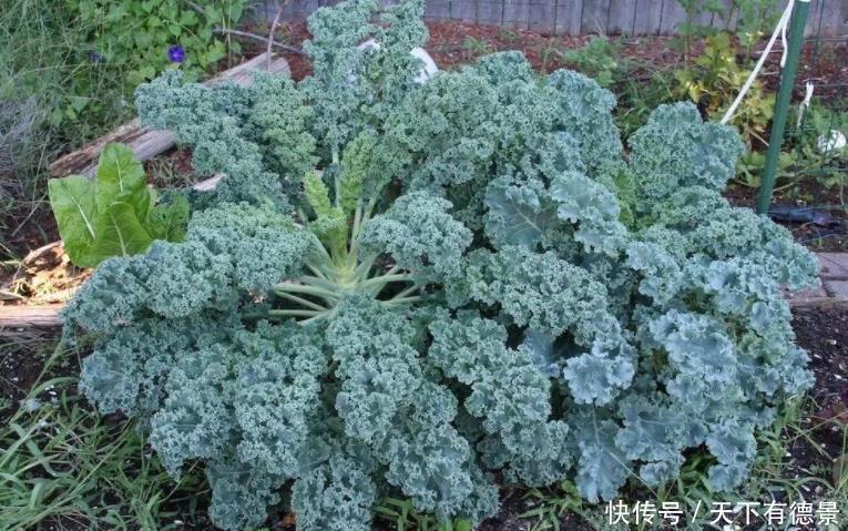 室内养花“3种水”可以喷,让植物叶子油绿不发黄,其他的不要用