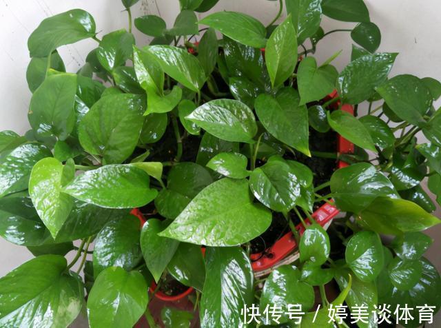 肥料|绿萝总黄叶烂叶,都是“太勤”惹的祸,因为养绿萝一定要“懒”