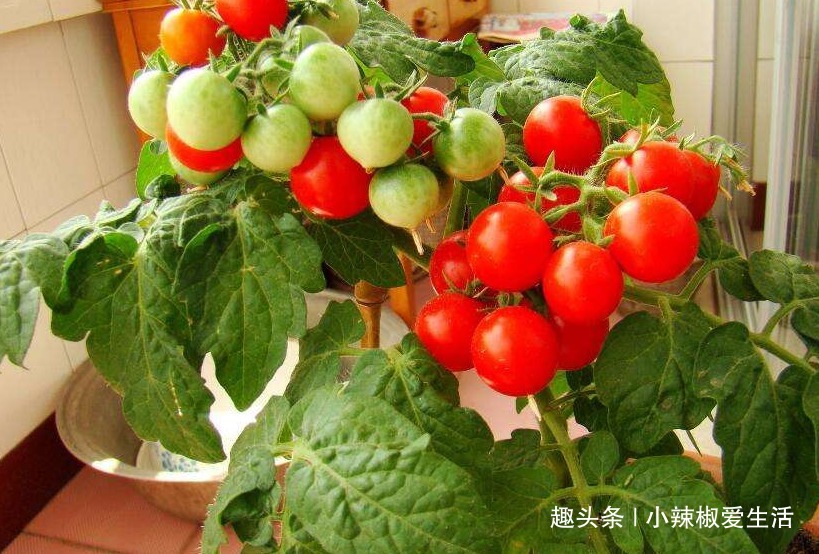 阳台别再只养花了,这4种蔬菜盆栽,不仅好看,还能吃又健康